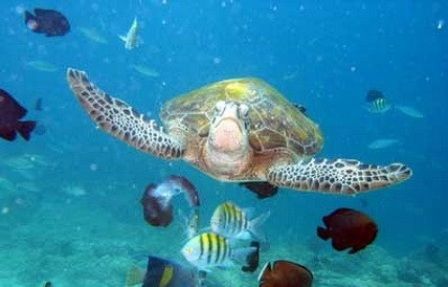 لاک پشت های دریایی کیش لاک پشت های دریایی کیش